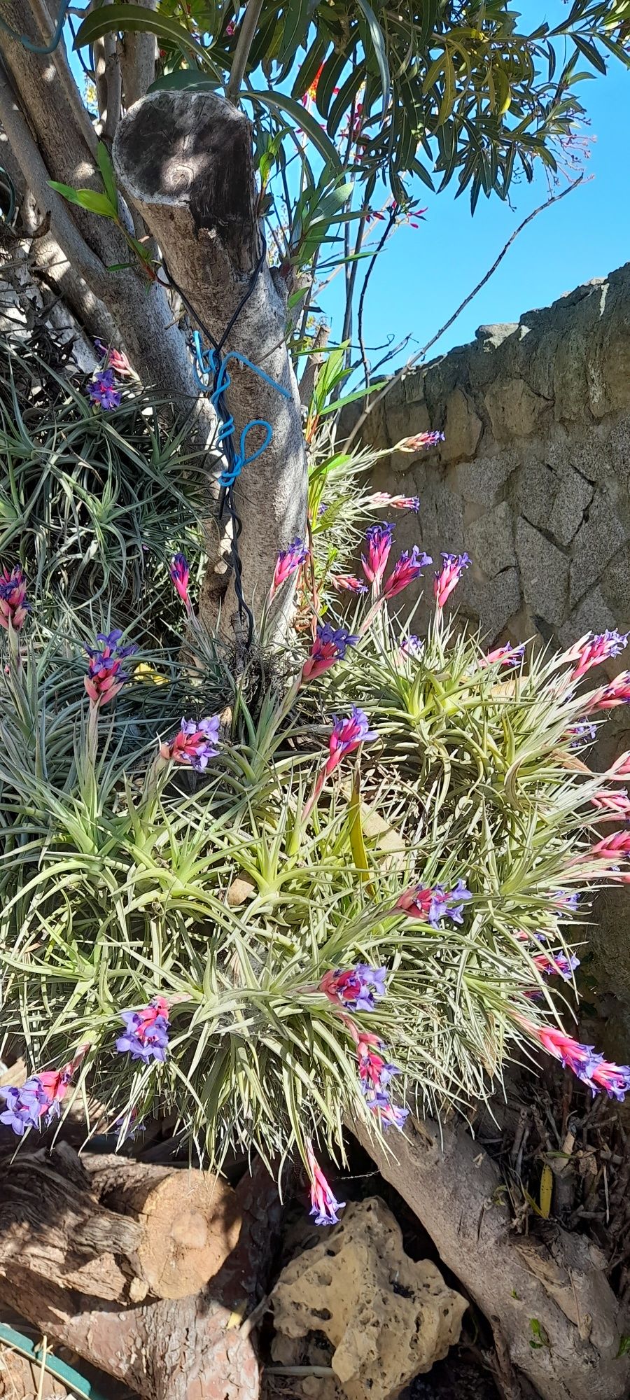 Planta aérea da  flor na primavera cor rosa e azul  .