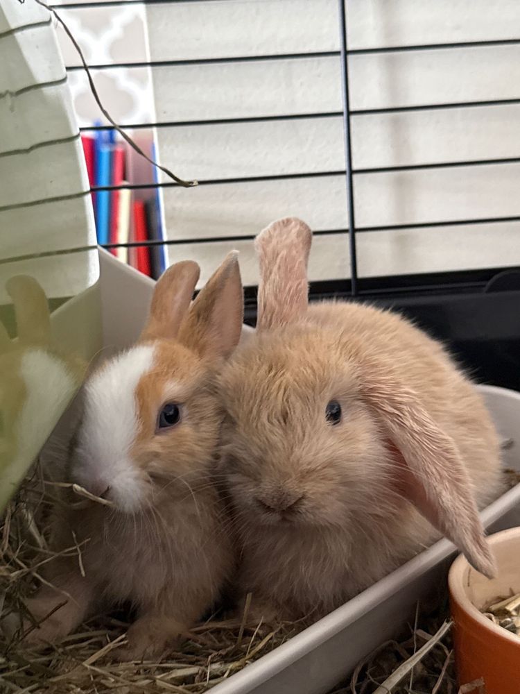 coelhos femeas- 1 mes e 2 meses
