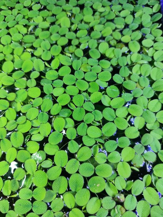 Zamienię roślinki pływające