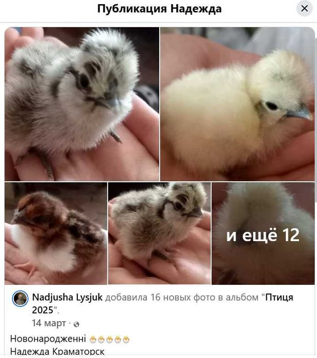 яйцо инкубационное Silkie китайская шёлковая пуховая кур,петух,цыплята