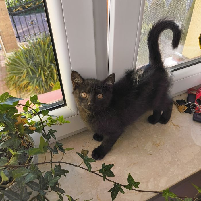 oddam za darmo małego czarnego kotka