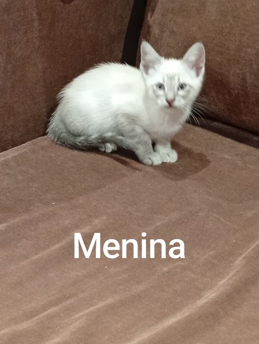 Gatos para adopção responsável