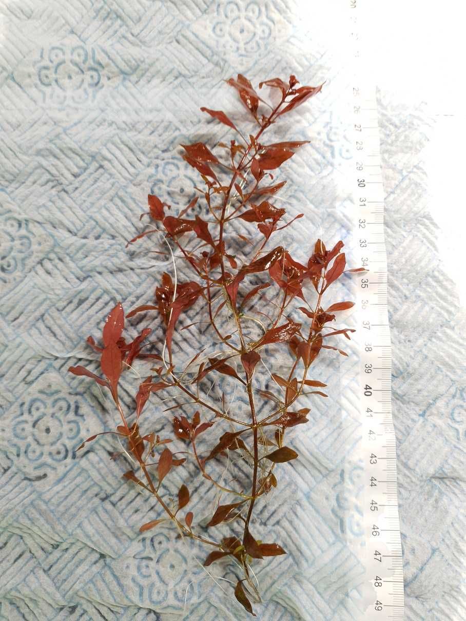 Ludwigia mini super RED (2 plan CZERWONA!)