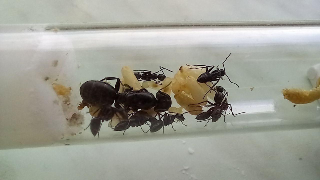 Мурахи Camponotus Vagus