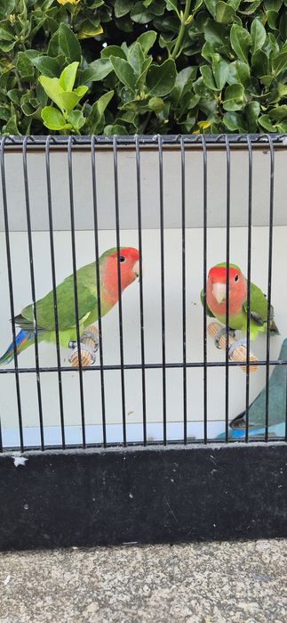 Agapornis roseicollis longfeather