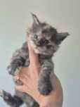 Cudowna kotka maine coon!!
