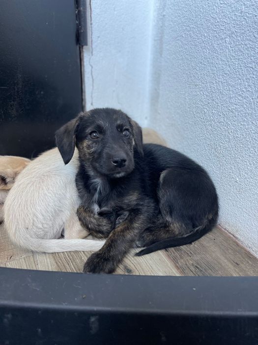 Bebés com 3 meses para adoção muito responsável