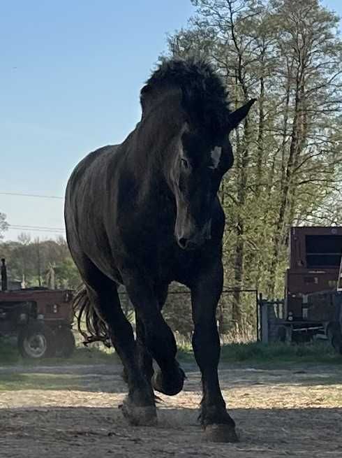 Sprzedam ogiera zimnokrwistego ROMEK