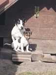 Jack Russell Terrier