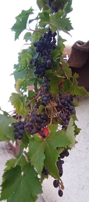 Uvas tintas e brancas, para vindimar a 4Out t