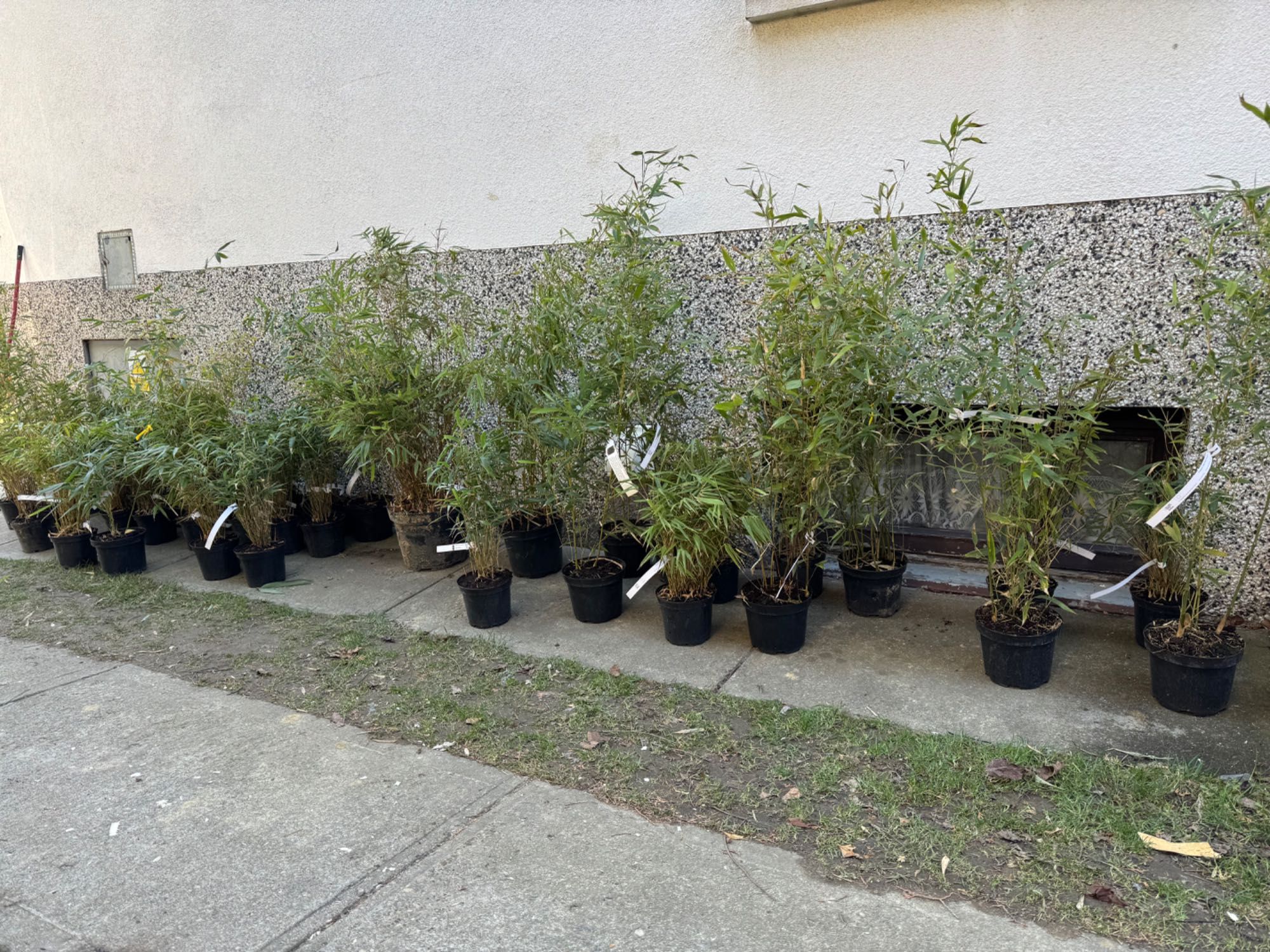 Bambusy Mrozoodporne, Fargesia, phyllostachys, zimozielone,żywopłot