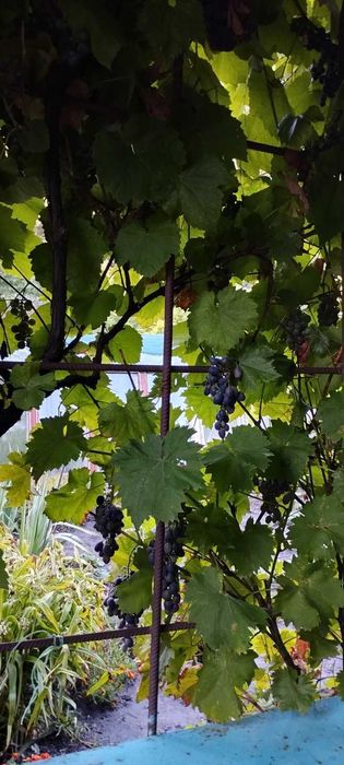 Дача в кооперативі "Родничок "