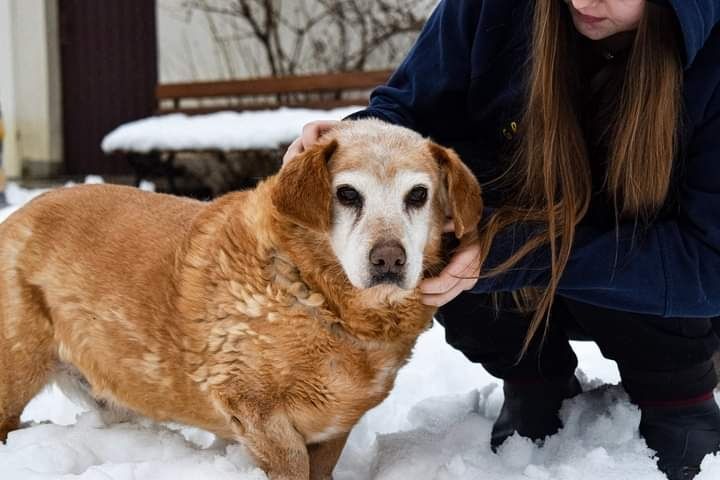 Nasz Rudolf w zimowej odsłonie poleca się się adopcji!