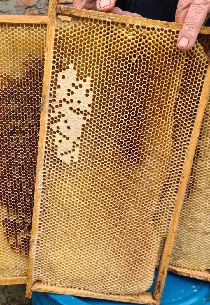 Пчелопродукция, мёд, суш рута 230, дадан 300, полурамка 145.