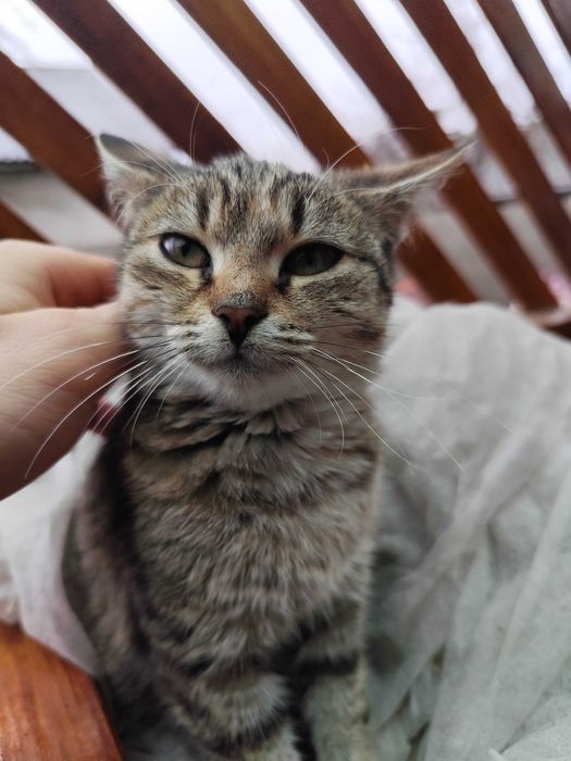 Кішка в добрі руки. Котеня