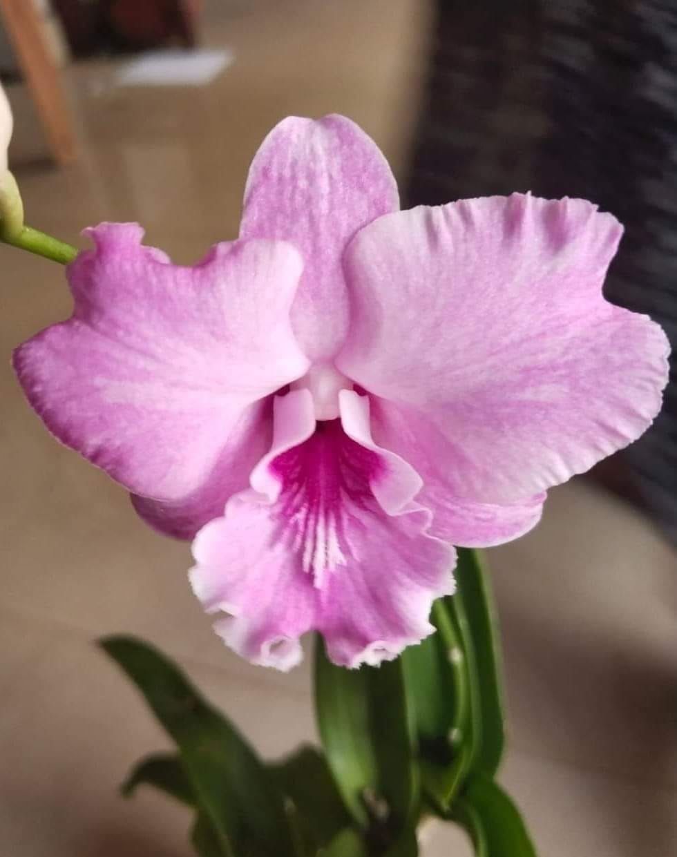 Dendrobium Wave Pink орхідея