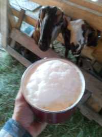 Śmietankowe kozie mleko od Toggenburskiej.