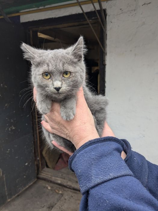 Кошенята метиси Меліса, Марта та М'ята шукають родини