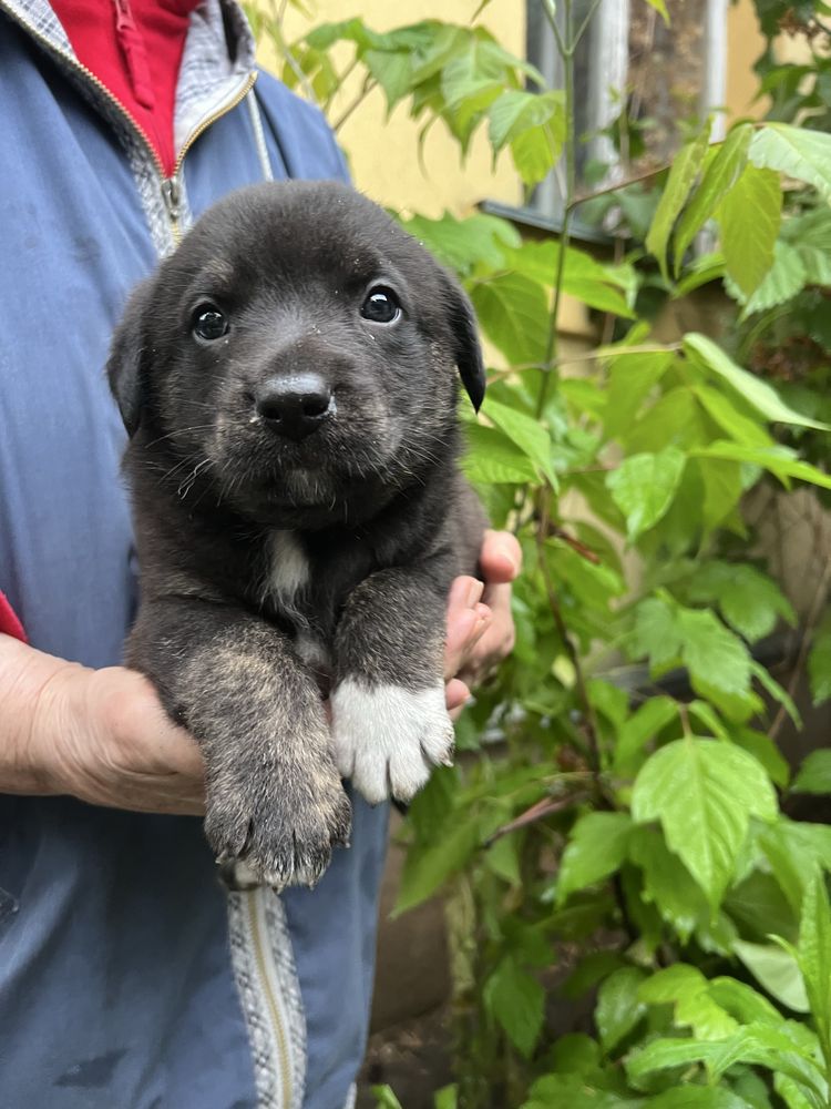 Щенята хлопчики  3,5 місяці безкоштовно