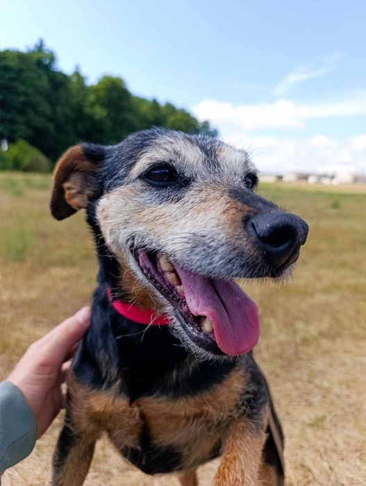 Suczka do adopcji!