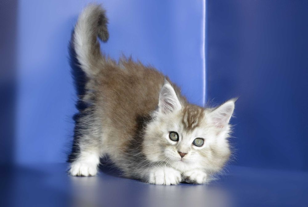 Мейн кун.Мальчик .