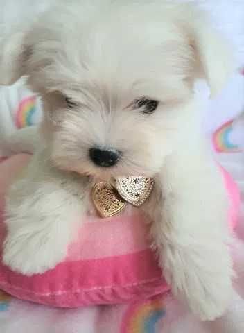 Piękna Suczka Maltańczyk z Rodowodem**Mini**