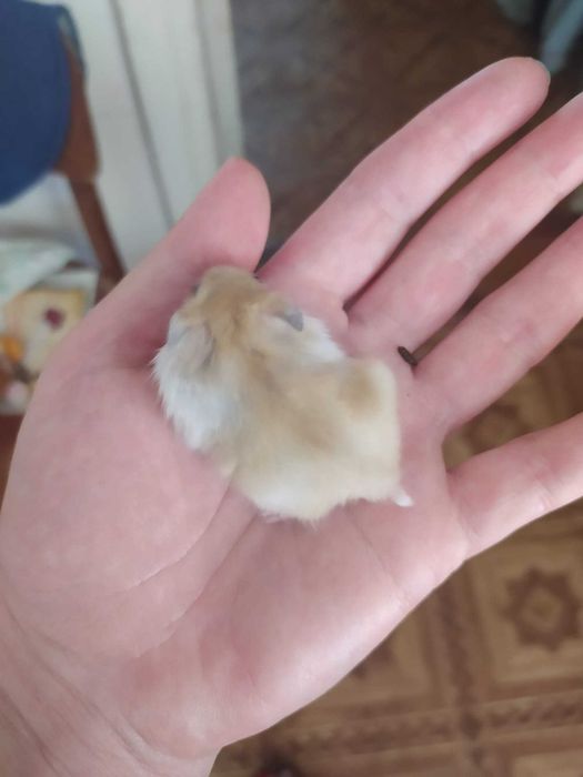 Хомяки джунгарики