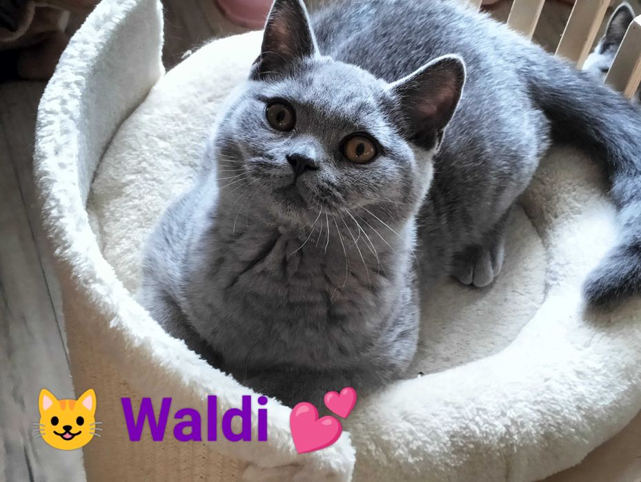Kochany Waldi Rodowód Międzynarodowy