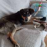 Tosia, młodziutka, śliczna sunia do adopcji