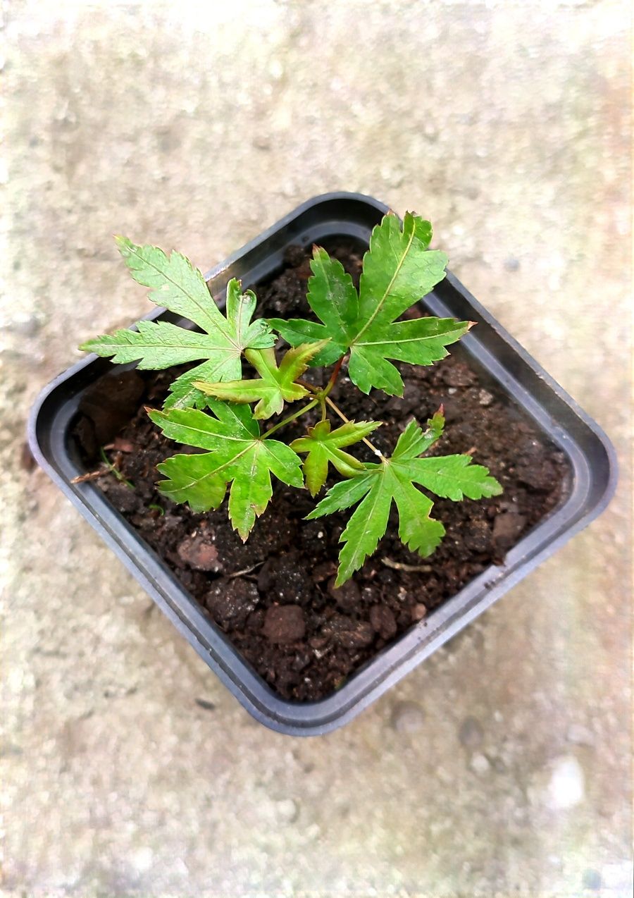 Zestaw na bonsai- 3x klon palmowy+ nasiona klon palmowy purpurowy!