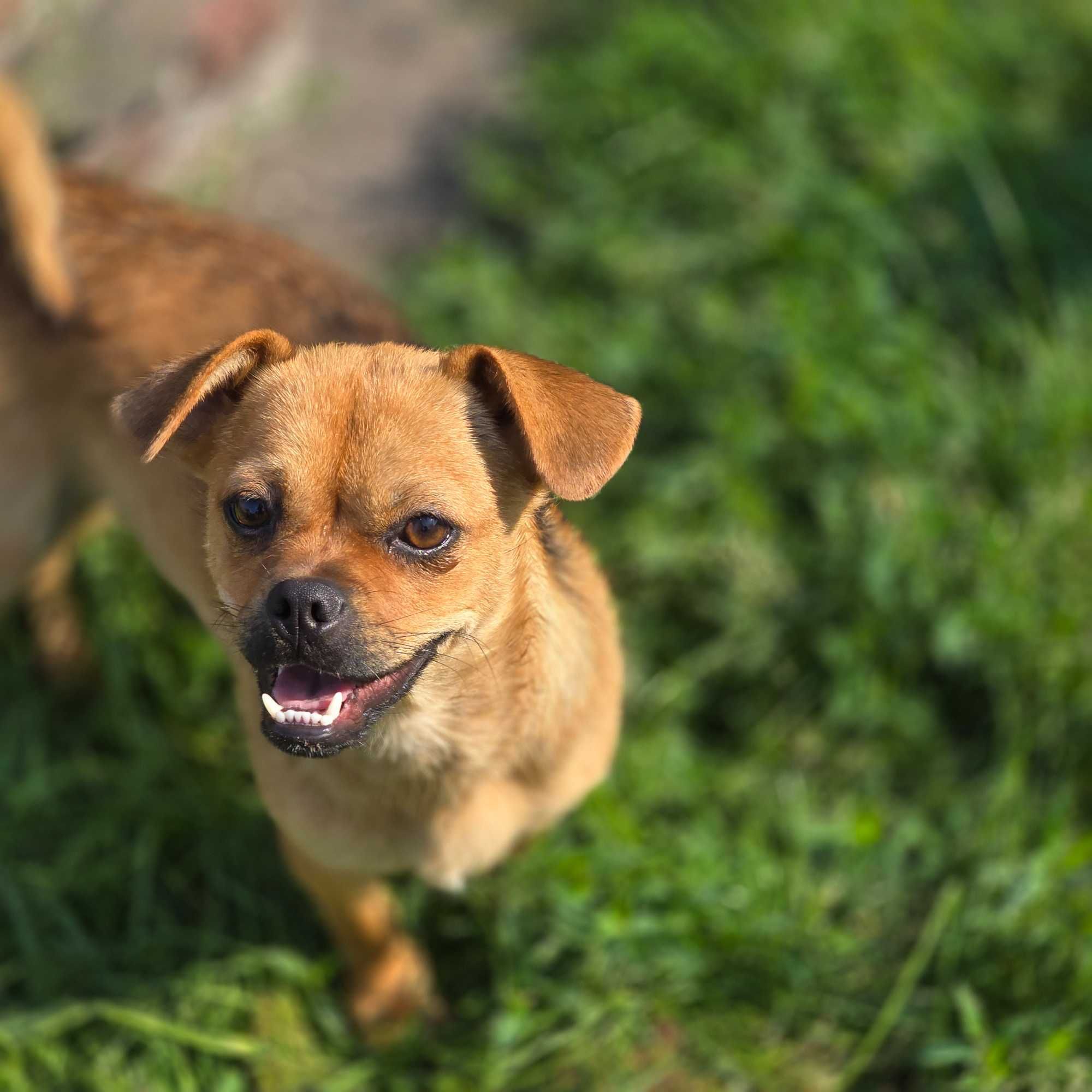 Przesympatyczna Fiona do adopcji - szczeniak