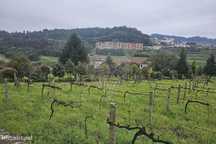 Terreno  para venda