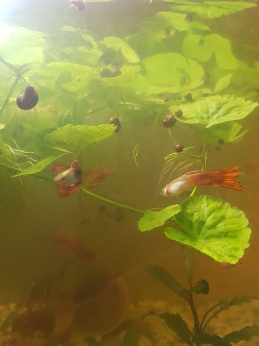 Акваріумні рибки і рослини