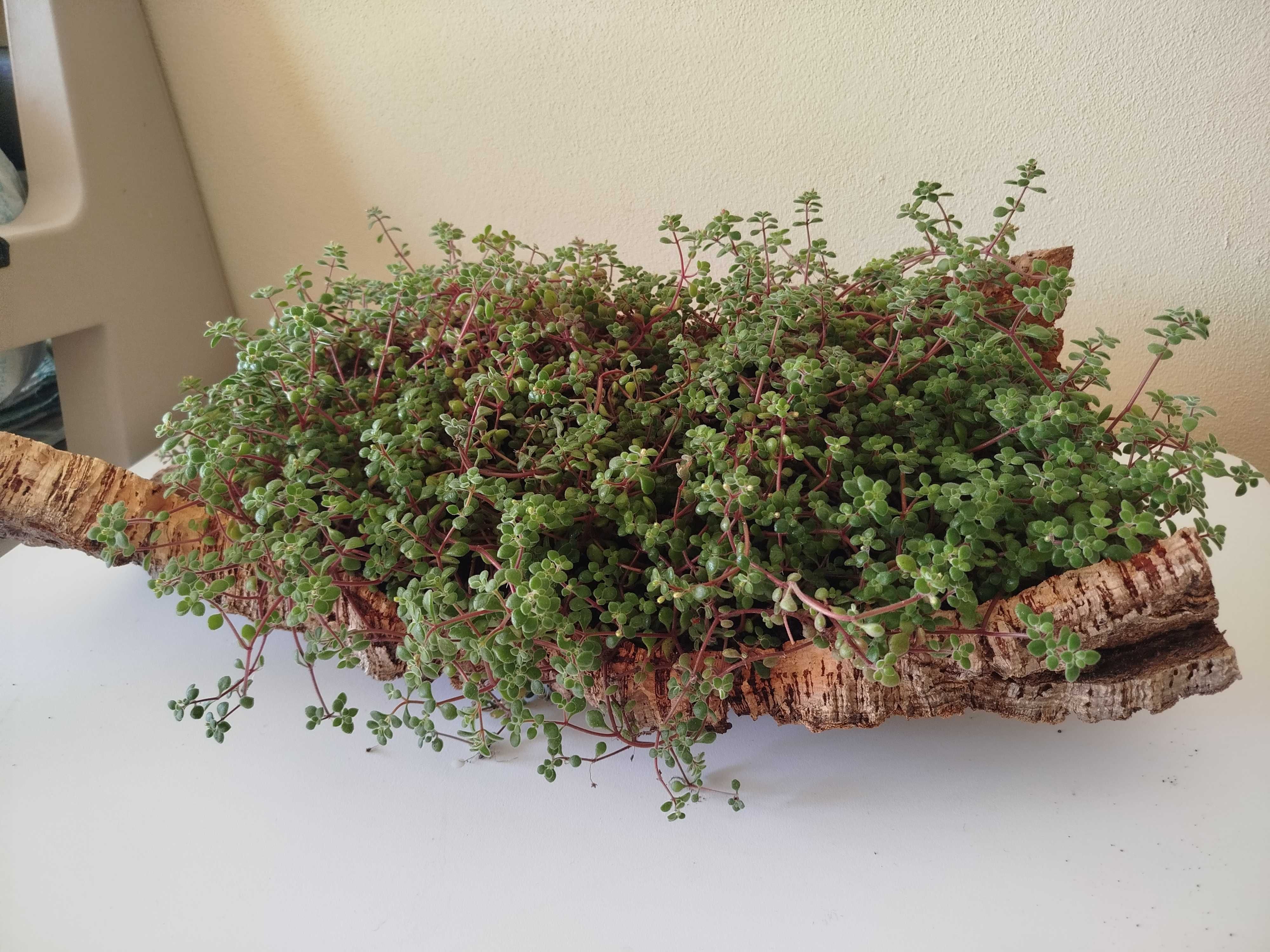 Planta em casco de cortiça