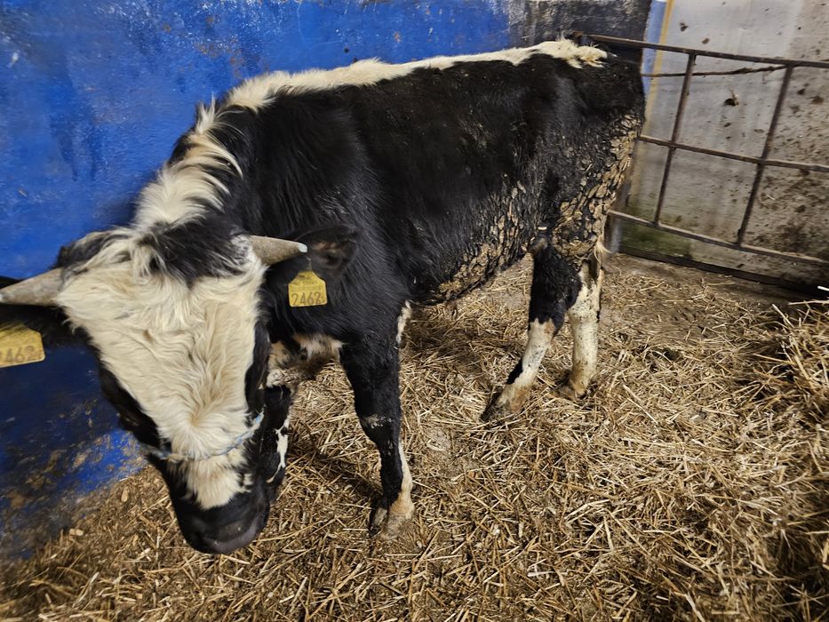 Sprzedam 5 byków 270 280 kg mieszańce