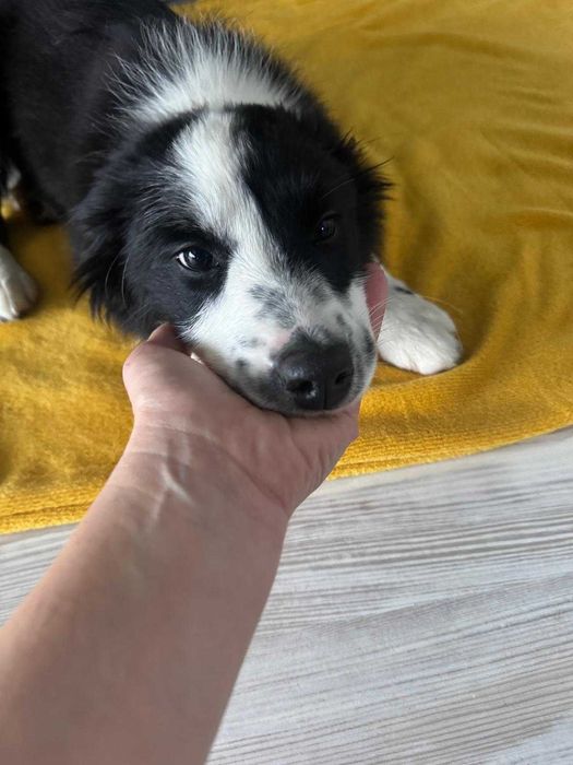 Border Collie - szczeniak suczka