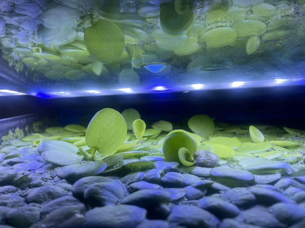 Limnobium spongia (gąbczaste), zdobi akwarium i oczyszcza wodę