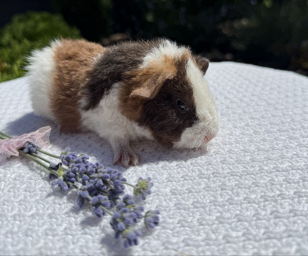 Świnka Morska US Teddy Samiec