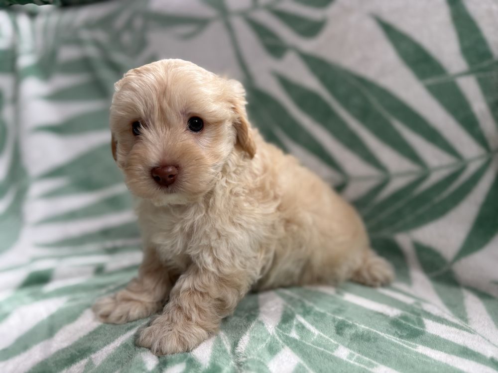 Piesek maltipoo f1 Figaro