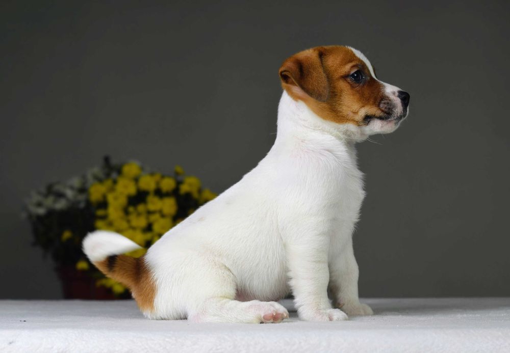 Gładkowłosy piesek - rasowy JACKRUSSELL TERRIER, metryka ZKwP/FCI