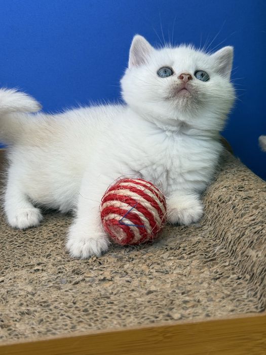 Macho scottish stright