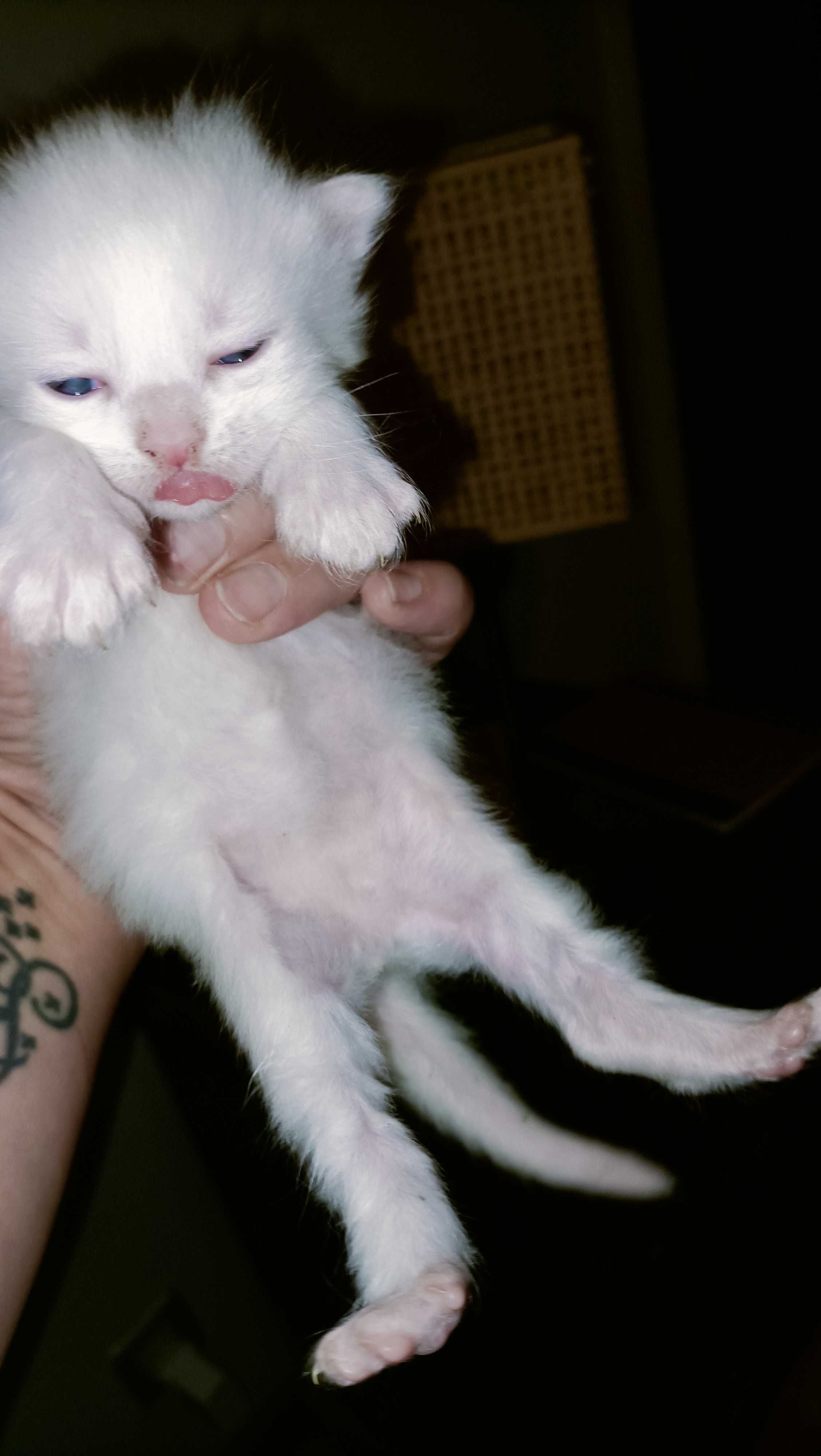 Gatinhos para adoção responsável