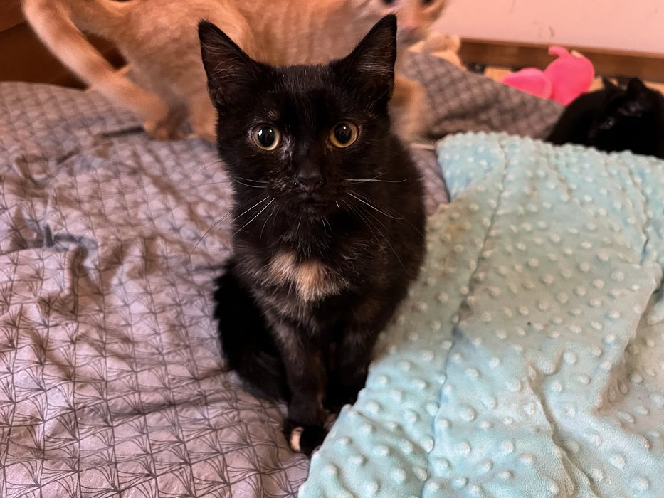 Malutkie kotki szukają domków