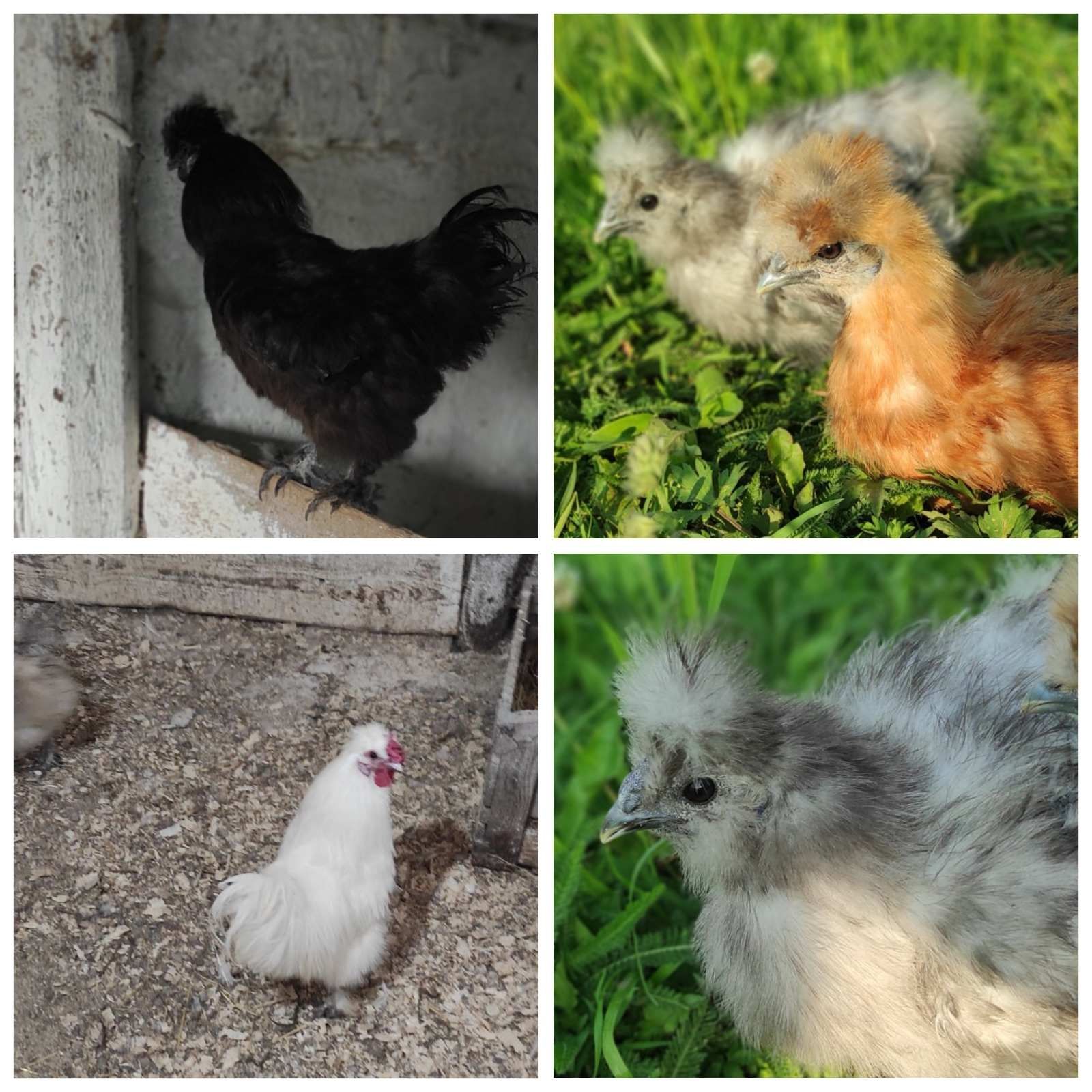 Продаються шовкові кури
