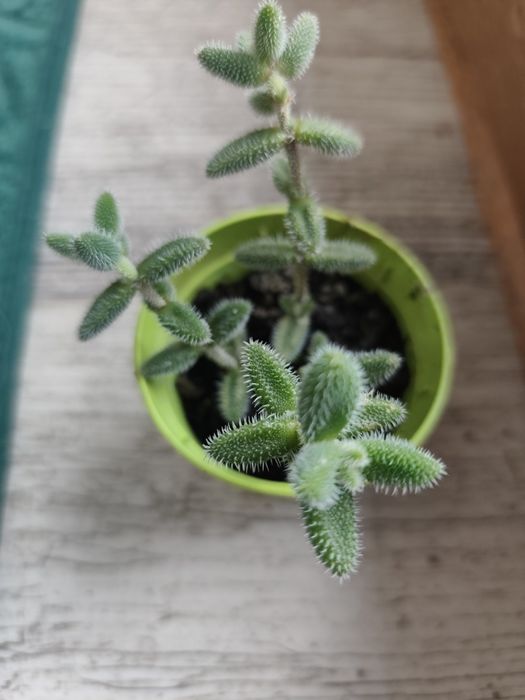 Sukulent delosperma kwiaty