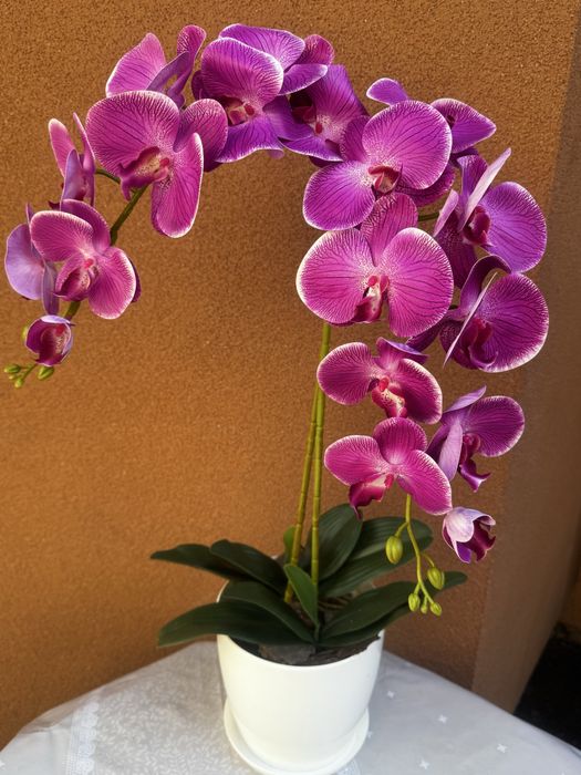 Латексні орхідеї