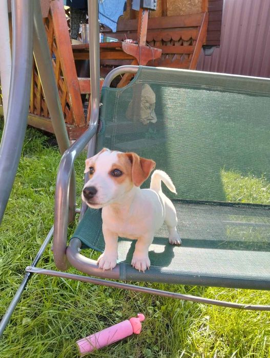 Клубна Мультяшна дівчинка Джек Рассел міні-міні карликова