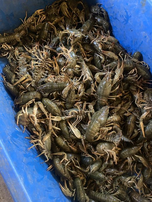 РАКИ живі та варені