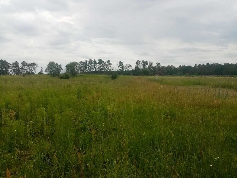 (7) Продам земельну ділянку в Стрижавці 5813