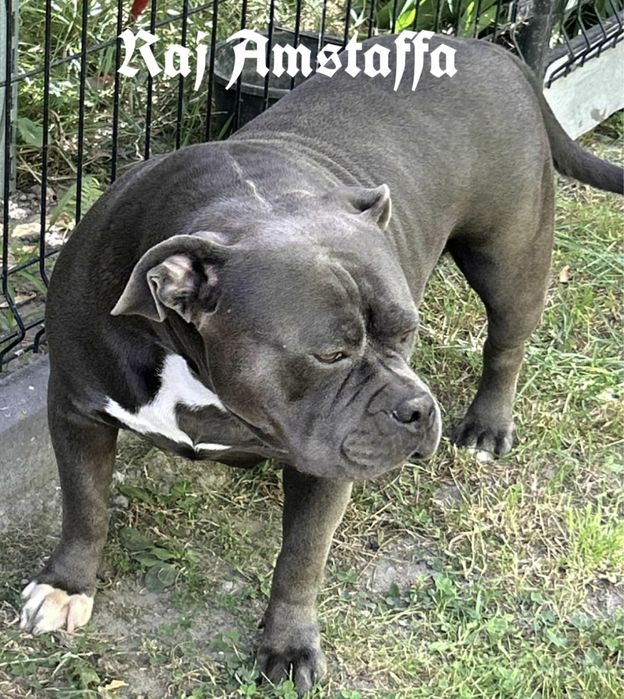 American Staffordshire Terrier piesek 3